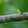 Kvetomil cernohlavy - Chlorophanes spiza - Green Honeycreeper o4639